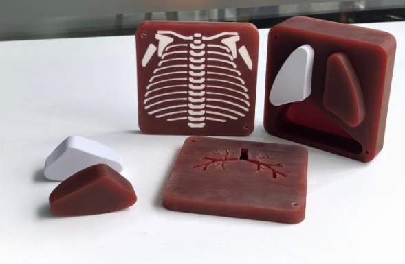 新生兒胸部模體